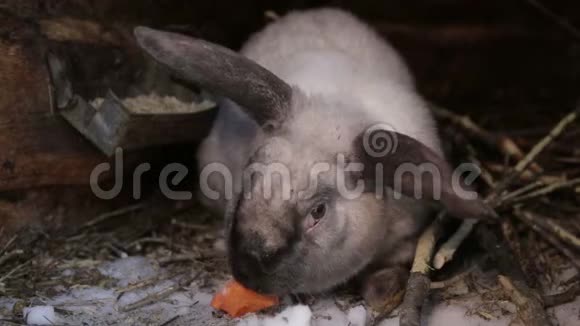 可爱的小兔子在农场的一个大笼子里视频的预览图