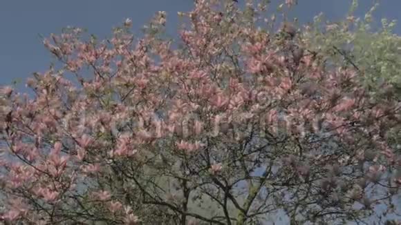 春天的自然公园里的大粉玉兰视频的预览图