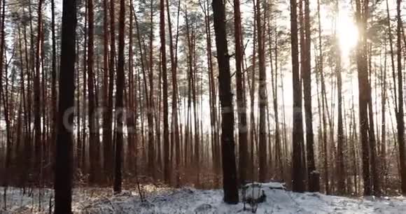在阳光明媚的冬天雪的针叶林中它在背景上下雪美丽的日落日出阳光潘全景视频的预览图