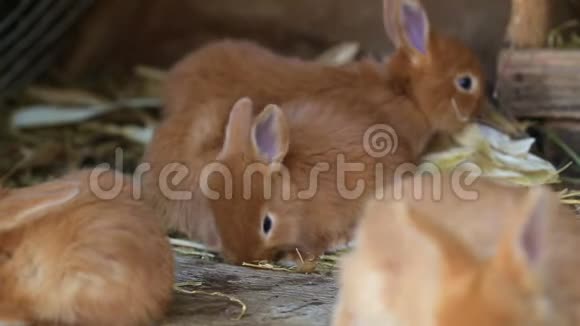 小红兔在笼子里视频的预览图