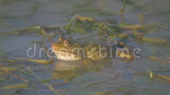 蟾蜍坐在沼泽里唱歌视频的预览图