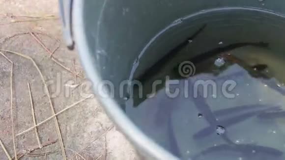 捕到的鱼在桶里视频的预览图