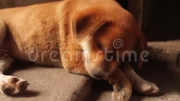 沉睡的棕色小狗在地板上休息视频的预览图
