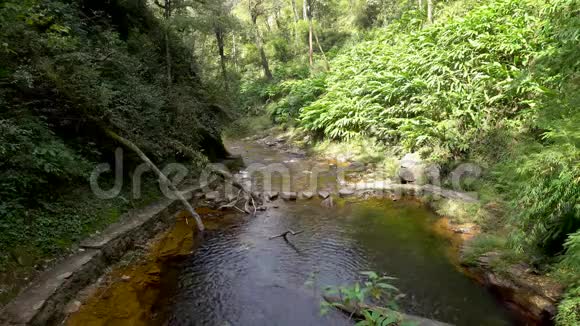 在热带雨林丛林里阳光照耀着热带植物视频的预览图