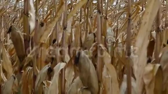 秋天的玉米田田间收获玉米视频的预览图