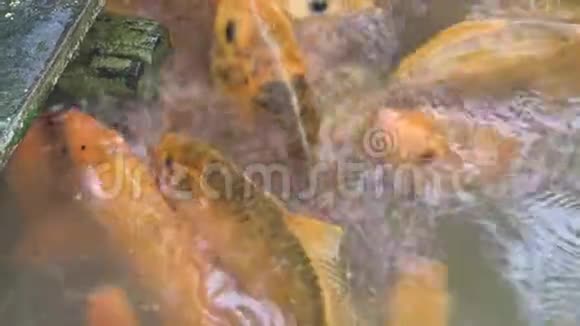 鲤鱼在养鱼场的池塘里游泳锦鲤鱼在动物农场的水里游泳视频的预览图