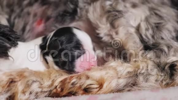 一只新生的盲小狗躺在他母亲的身后视频的预览图