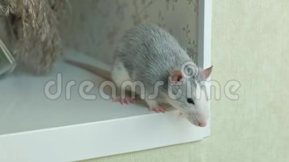 房子里窗台上的老鼠老鼠宠物视频的预览图