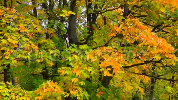 秋天枫树的树冠有明亮的黄叶视频的预览图