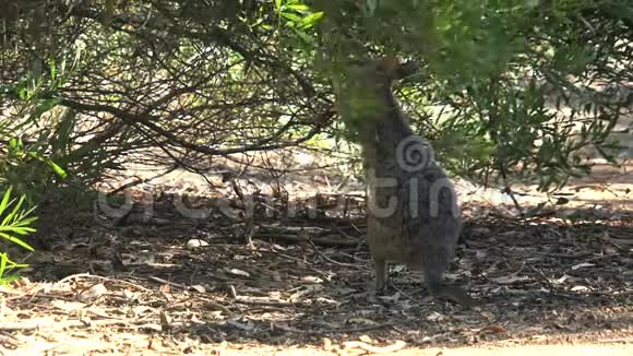 袋鼠岛澳大利亚袋鼠视频的预览图