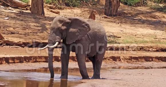 非洲象非洲象成人在河边洗澡肯尼亚的桑布鲁公园视频的预览图
