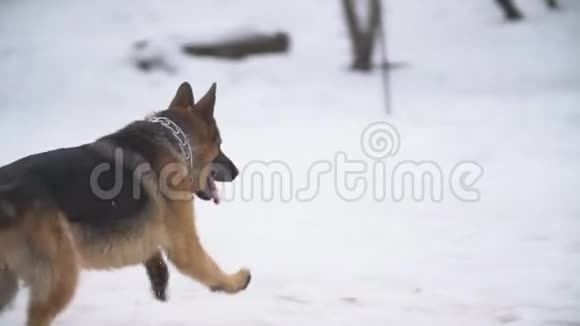 金毛猎犬和德国牧羊犬视频的预览图