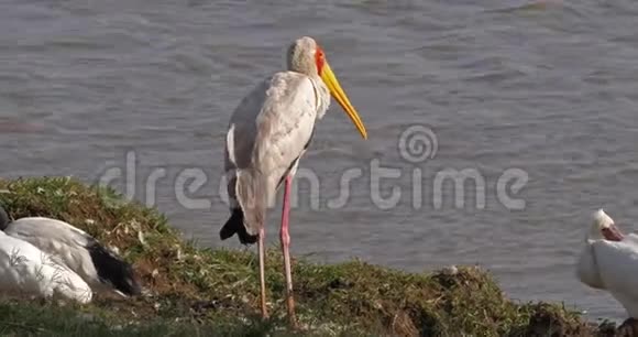 黄嘴鹳成人站在池塘附近马赛马拉公园在肯尼亚视频的预览图
