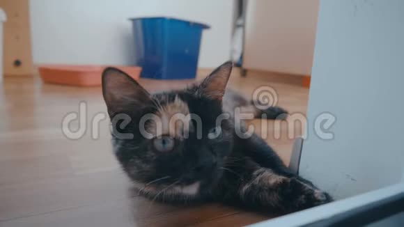 有趣的小猫躺在地板上视频的预览图