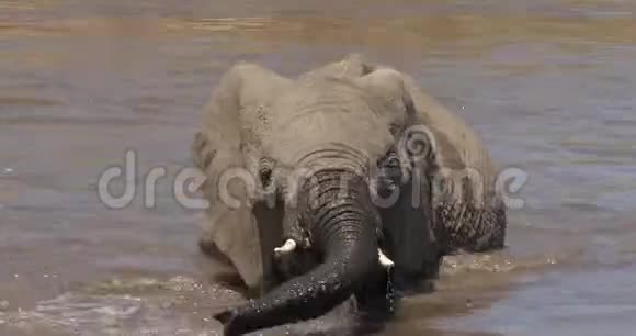 非洲象非洲象河流中的小牛饮水肯尼亚的马赛马拉公园视频的预览图