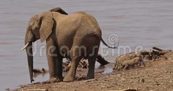 非洲象非洲象成人与Warthogs站在河边肯尼亚的Samburu公园视频的预览图