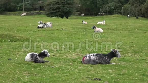 在英国绵羊在草地上休息视频的预览图