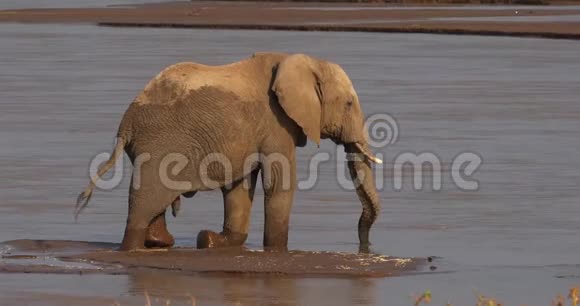 非洲象非洲象在肯尼亚的桑布鲁公园里的River喝酒的男性视频的预览图