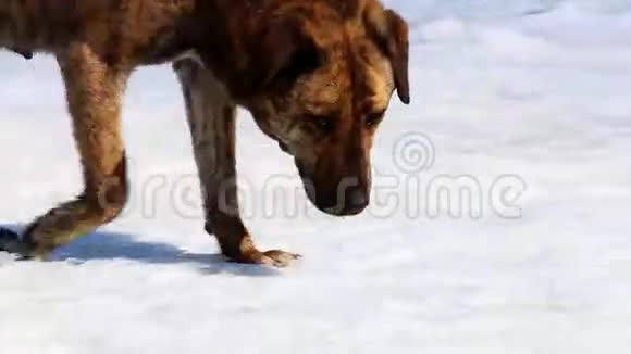 野狗站在雪地上视频的预览图