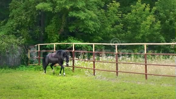 黑马跑起来沿着围场的铁栅栏赛马视频的预览图