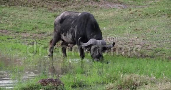 非洲水牛切弗成人在沼泽马赛马拉公园在肯尼亚视频的预览图