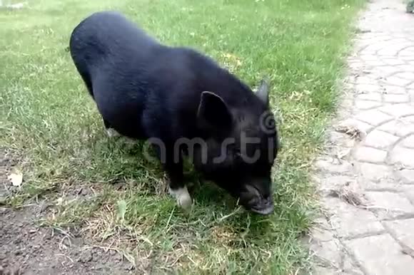 黑猪吃草转身看镜头视频的预览图