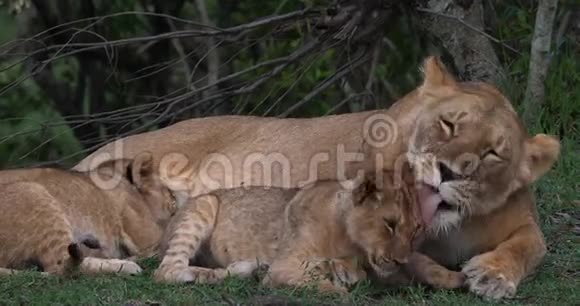非洲狮子潘蒂拉狮子座妈妈舔幼崽另一只幼崽是肯尼亚马赛马拉公园的吮吸视频的预览图