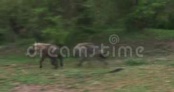 肯尼亚马赛马拉公园的海纳克罗卡塔成人跑步视频的预览图