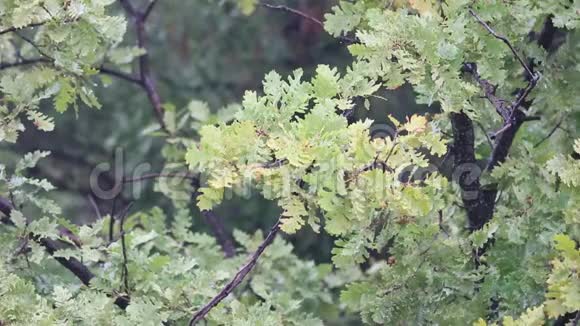 在微夏雨中的橡树枝特写视频的预览图