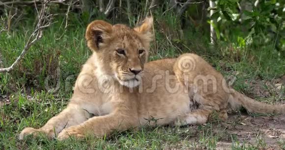 非洲狮子潘特拉狮子幼崽躺在周围马赛马拉公园在肯尼亚视频的预览图