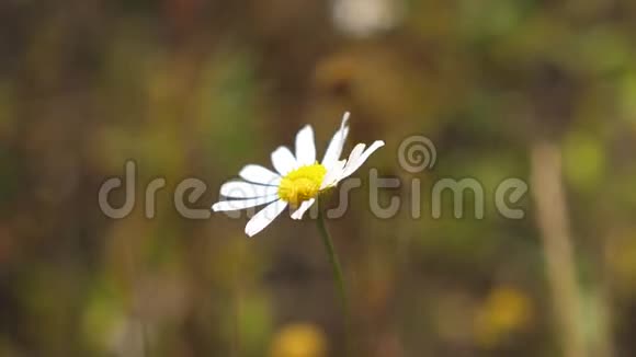 夏天白色的雏菊花在田野里随风摇动特写镜头草地上美丽的春天雏菊视频的预览图