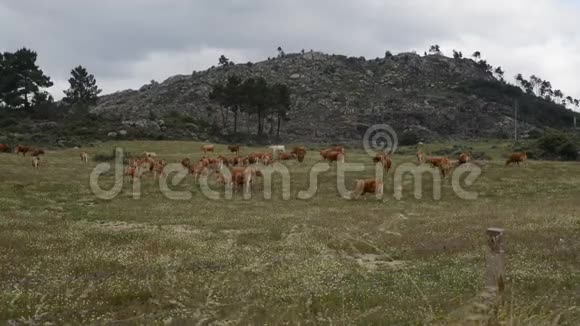 欧洲东北葡萄牙的牛群实时视频的预览图