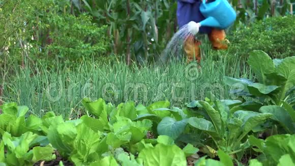 园丁在菜园里浇灌蔬菜女园丁泰国农村视频的预览图