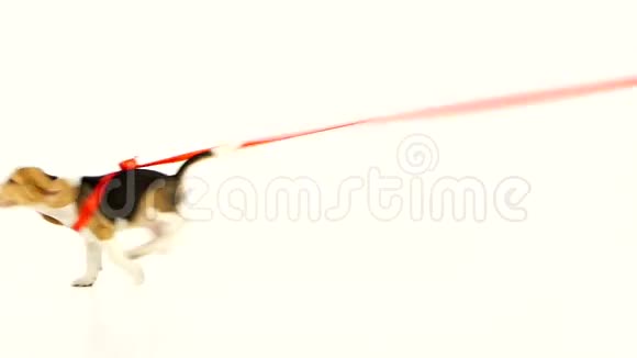 小猎犬用红色丝带跑小狗慢动作视频的预览图