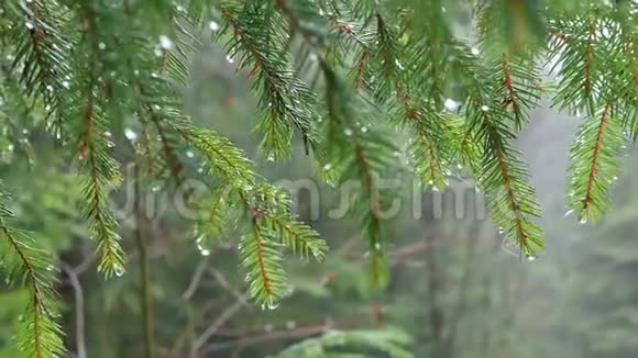 雨林滴枝视频的预览图