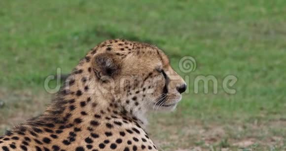 印度猎豹美洲狮成年人环顾四周的肖像肯尼亚的马赛马拉公园视频的预览图