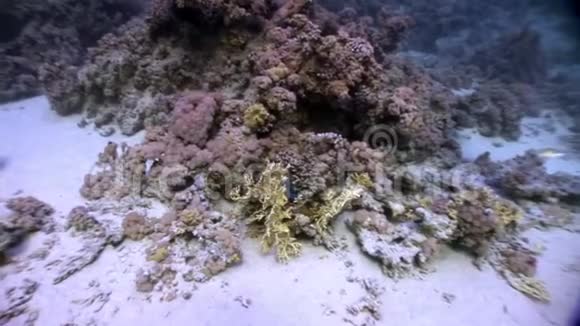 维奥莱特特里达克纳斯库阿莫斯巨大的身躯渗入海中的珊瑚碎片之间视频的预览图