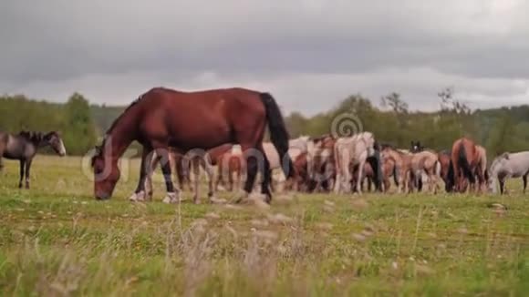 美丽美丽的马在草地上放牧马场视频的预览图