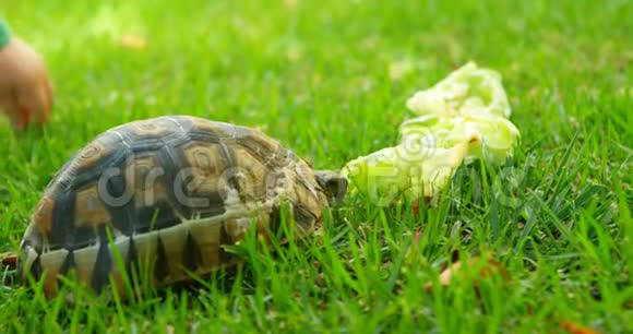 乌龟在家院子里吃食物视频的预览图