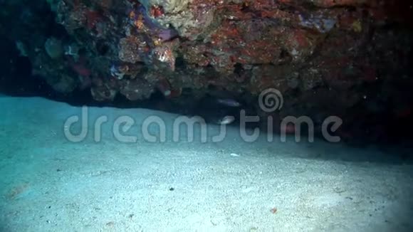 在马尔代夫海底背景下发现了隐藏在珊瑚中的黑鱼视频的预览图