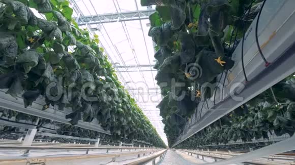 许多植物生长在工业温室里4K视频的预览图