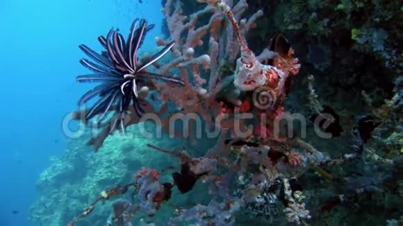 马尔代夫海底棘皮动物莫特利海百合科视频的预览图