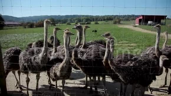 鸵鸟农场鸵鸟慢慢地穿过草地仔细观察世界视频的预览图