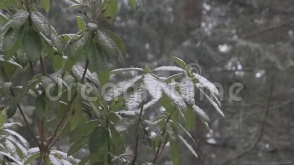 冬天杜鹃花上的雪慢慢视频的预览图