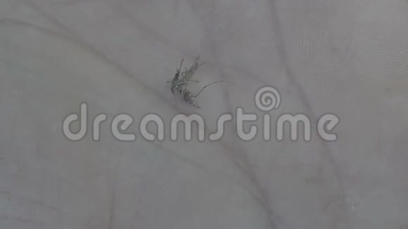 人手上的一只蚊子的特写镜头视频的预览图