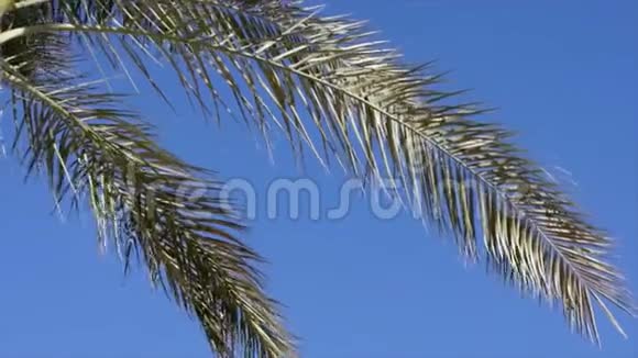 低角度棕榈树在晴空下的视野视频的预览图