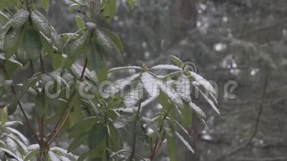 冬季含芽杜鹃花的雪视频的预览图
