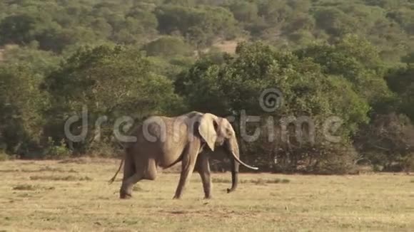 肯尼亚的大象腿受伤视频的预览图