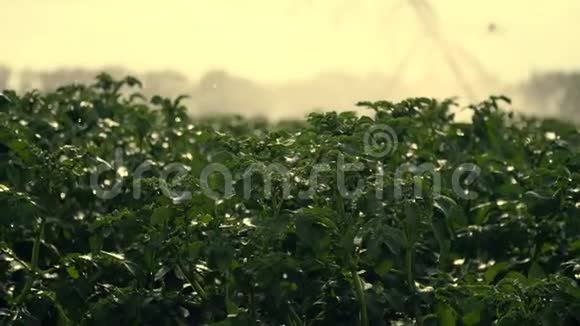 特写专用灌溉系统将水洒在青薯丛中雨水滴落浪花飞过绿色视频的预览图