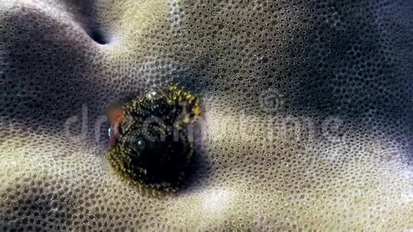 马尔代夫海底珊瑚上的海虫视频的预览图